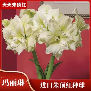 天天朱顶红/玛丽琳朱顶红进口重瓣种球大种球花卉
