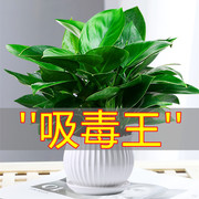 金钻盆栽植物绿萝箩水培绿植万年青花卉多肉办公室内清新空气好养