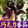 黑色巧克力番茄种苗超甜紫种籽子樱桃圣女果西红柿蔬菜苗春秋阳台