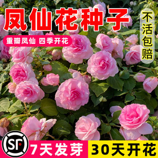 重瓣凤仙花种子籽指甲花卉太阳花种孑向日葵室外混色四季播种开花