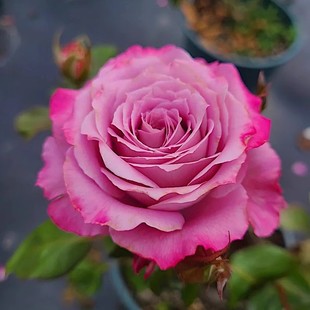 切花玛丽蒂姆高脚杯状大花，浓香盆栽月季玫瑰苗