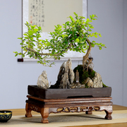 小叶雀梅山水假山石盆景植物造型老桩室内客厅办公室绿植茶室盆栽