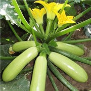 寿光蔬菜种子夏宝F1绿瓜条西葫芦种子耐热西葫芦种子基地种植