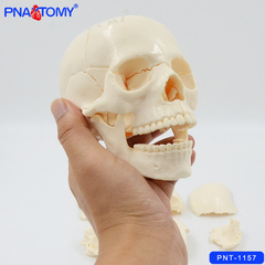 新颅骨小骷髅头仿真人头骨可拆卸拼装塑料玩具医用美术口腔模型