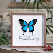 蝴蝶标本干花相框昆虫标本挂画简约欧式田园风格森系摆件创意礼物