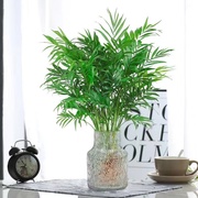 水培植物袖珍椰子，富贵椰子四季常青绿植凤尾竹，好养客厅办公室盆栽
