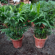 散尾葵盆栽袖珍椰子富贵夏威夷竹子凤尾竹室内绿植，花卉室内盆栽