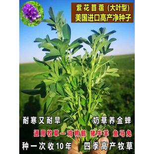 紫花苜蓿草种子大叶苜蓿种子耐寒多年生四季喂鸡鸭鹅猪牛羊草种籽