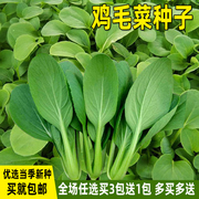 鸡毛菜种子小白菜籽种上海青菜种籽四季播阳台盆栽庭院蔬菜种子孑