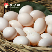 浙江新鲜鸽子蛋找块田农家养殖鸽蛋30枚 