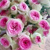 多头冰淇淋月季花苗，开花粉红玫瑰花，室内阳台四季盆栽花卉