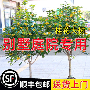 桂花树苗地栽大树八月金桂别墅庭院浓香型盆栽名贵花卉四季桂丹桂