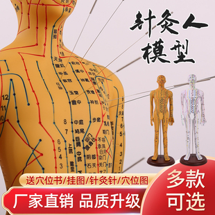 刻字超清晰经络男女人体，模型人体经络模型，中医铜人针灸穴位模型