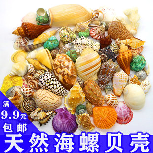 天然贝壳海螺寄居蟹用壳海星，鱼缸装饰造景diy螺壳，材料包儿童(包儿童)玩具