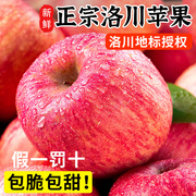 正宗陕西洛川苹果水果，新鲜当季整箱现摘红富士，冰糖心10斤