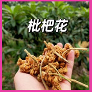 新鲜云霄枇杷花茶特级干货煲汤汤料野生白琵琶花蕾茶泡水农家自晒