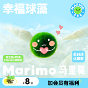 marimo马里莫(马里莫)幸福球藻，特别可爱水培海藻球炸毛球藻君好养绿植物