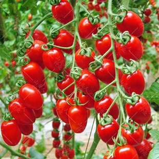 红圣女果种子樱桃小番茄，高产蔬菜西红柿种籽孑盆栽黄圣女(黄圣女)果蔬菜籽