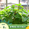 留兰香薄荷种子可食用室内驱蚊虫香草菜籽四季阳台净化空气盆栽