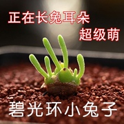 番杏科多肉植物小兔子 兔耳朵 碧光环喜阴植物