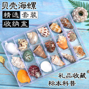 标本螺贝壳海螺海星礼盒海洋生物科普材料套装幼儿园儿童幼教
