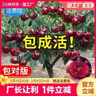 车厘子树苗樱桃树苖南方北方种植盆栽庭院果树，矮化大樱桃苗结果