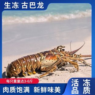 生冻古巴龙虾鲜活鲜冻大龙虾澳洲龙虾，波士顿青龙红龙，南非龙海鲜(龙海鲜)新
