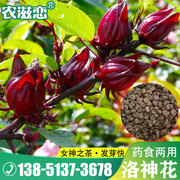 洛神花种子玫瑰茄，花籽种籽食用保健花茶，药用庭院花园盆栽四季高产