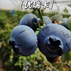特大果优瑞卡蓝莓树苗盆栽苗奥尼尔蓝莓，苗南方种植兔眼蓝莓苗北方