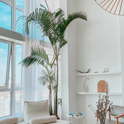 老桩散尾葵盆栽大型绿植室内客厅网红植物椰子树凤尾竹庭院工作室