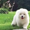 纯种萨摩耶幼犬活体微笑天使萨摩耶犬，大型雪橇犬熊版活体宠物狗狗