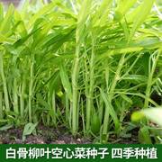空心菜白种子白梗柳叶骨泰国大叶小叶蕹菜竹叶水生蔬菜籽四季种植