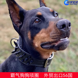 狗狗项圈防咬铆钉大型犬颈圈斗牛犬霸气脖圈狗防咬恶霸犬用品宠物