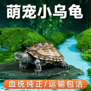乌龟活物巴西龟红耳小乌龟活体观赏宠物半水龟活物情侣龟中华草龟