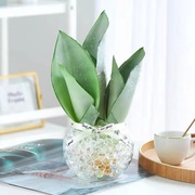 水培白玉虎皮兰桌面，小盆栽花卉植物，吸甲醛净化空气办公桌室内绿植