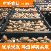 新鲜香菇 农家现采肉厚味美当季食用蘑菇菌菇蔬菜3斤 非菌包