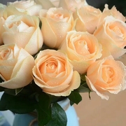 香槟玫瑰鲜切鲜花花束云南直发客厅卧室水养插花室内装饰生日礼物
