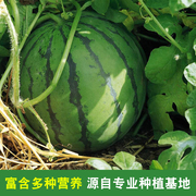 新疆西瓜早佳84-24西瓜，种子早熟皮薄，耐运输瓤好大面积种植