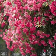 爬藤藤本月季蔷薇苗红木香蔷薇大苗梅郎珍珠蔷薇庭院爬墙攀援植物