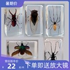 幼儿园真实动物昆虫树脂，标本蟋蟀蜘蛛，蝎子蝗虫蜈蚣蟑螂蜜蜂蝴蝶