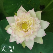 东方明珠 真大中型荷花碗莲睡莲种子藕盆栽水培水生植物花