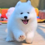 纯种萨摩耶幼犬活体微笑天使萨摩耶雪橇犬熊版双眼皮萨摩耶宠物狗