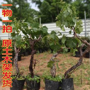 巨峰葡萄树苗带土带叶特大爬藤果树盆栽庭院种植地栽盆景当年结果