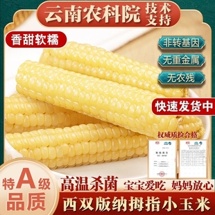 云南西双版纳拇指玉米即食真空袋装玉米棒新鲜粗粮低脂非转基因