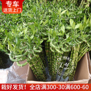 水培龙竹富贵竹带根非常好养四季常青室内绿植物花卉上海送货上门