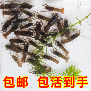 澳洲淡水龙虾虾苗繁殖种虾鱼缸观赏虾宠物，鳌虾天空蓝魔虾鲜活