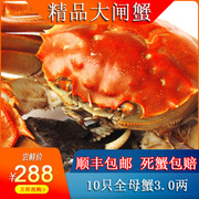 阳澄镇小蟹农新鲜水产大闸蟹礼盒全母蟹3.0两 10只