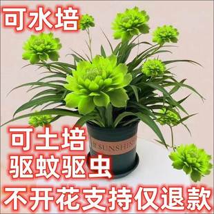 驱蚊牡丹吊兰种球水培花卉四季开花植物浓香绿植室内盆栽名贵花卉