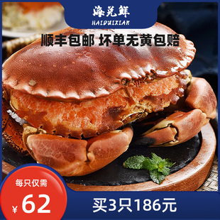 英国进口超大只面包蟹鲜活满黄熟冻黄金蟹海鲜水产母蟹即食珍宝蟹