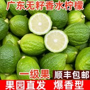广东无籽香水柠檬新鲜水果一级大果香柠檬奶茶店专用